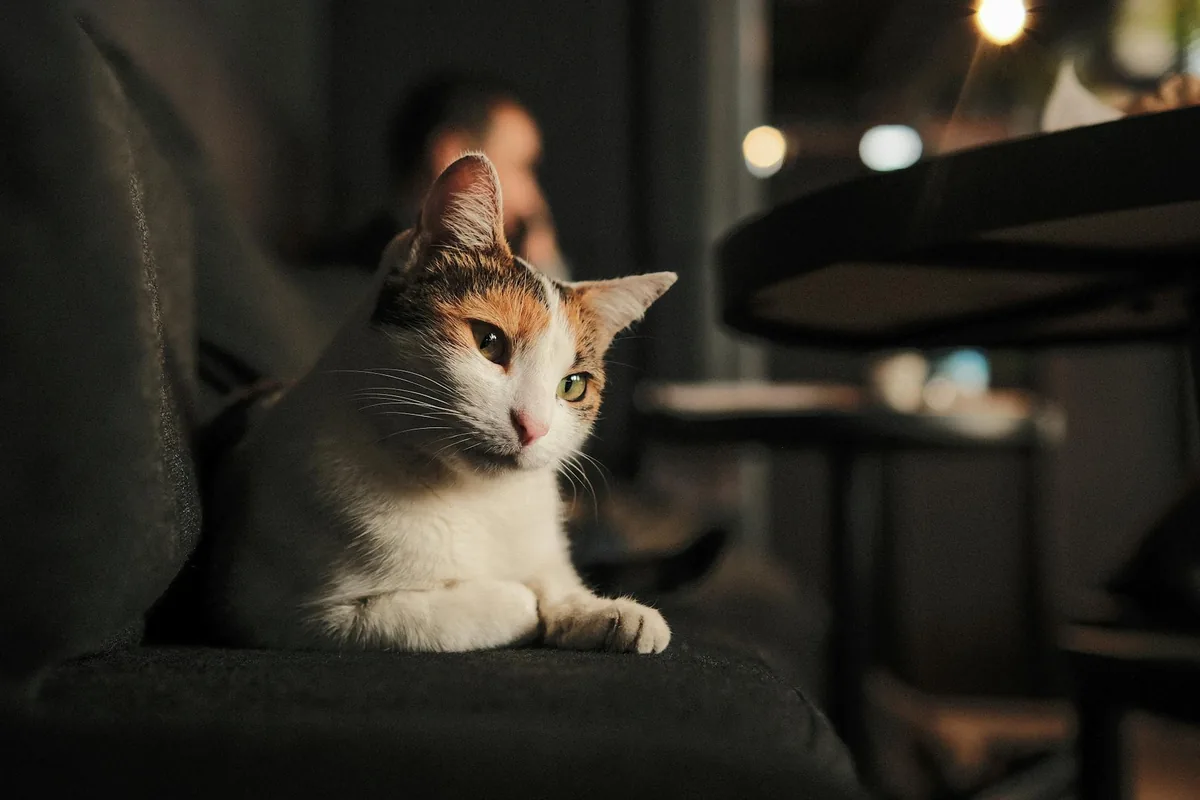 BattleCat Coffee East Asheville — cat cafe in Asheville, North Carolina