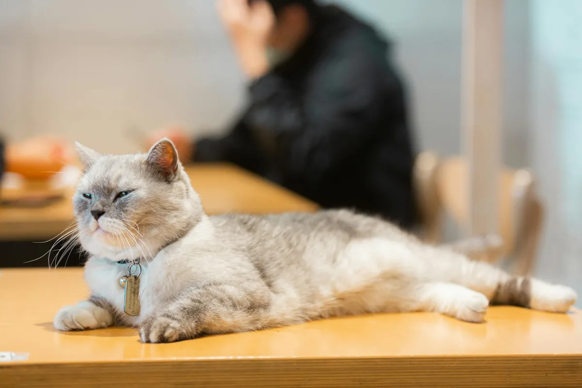Calico Cat Café — cat cafe in Philadelphia, Pennsylvania