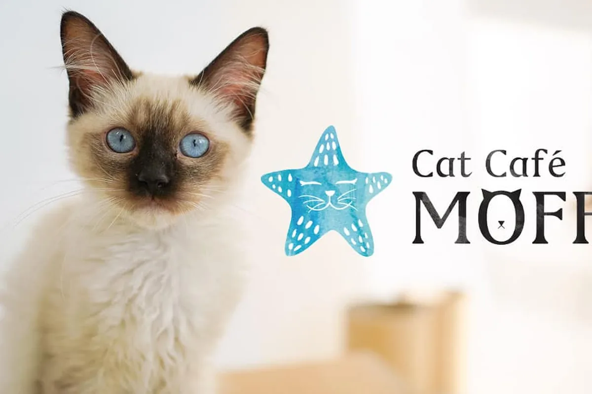 Cat Café MOFF Pearlridge Center — cat cafe in Honolulu, Hawaii