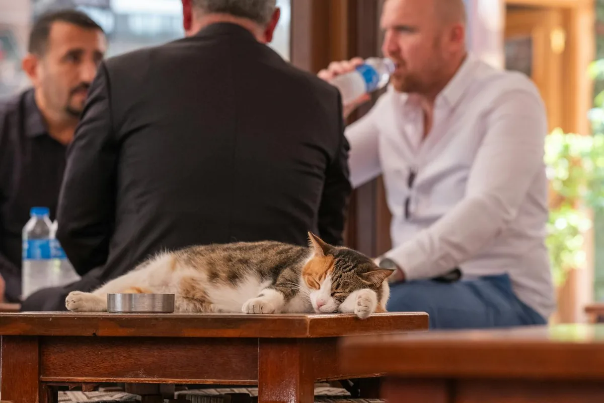 Cat House Café — cat cafe in Memphis, Tennessee