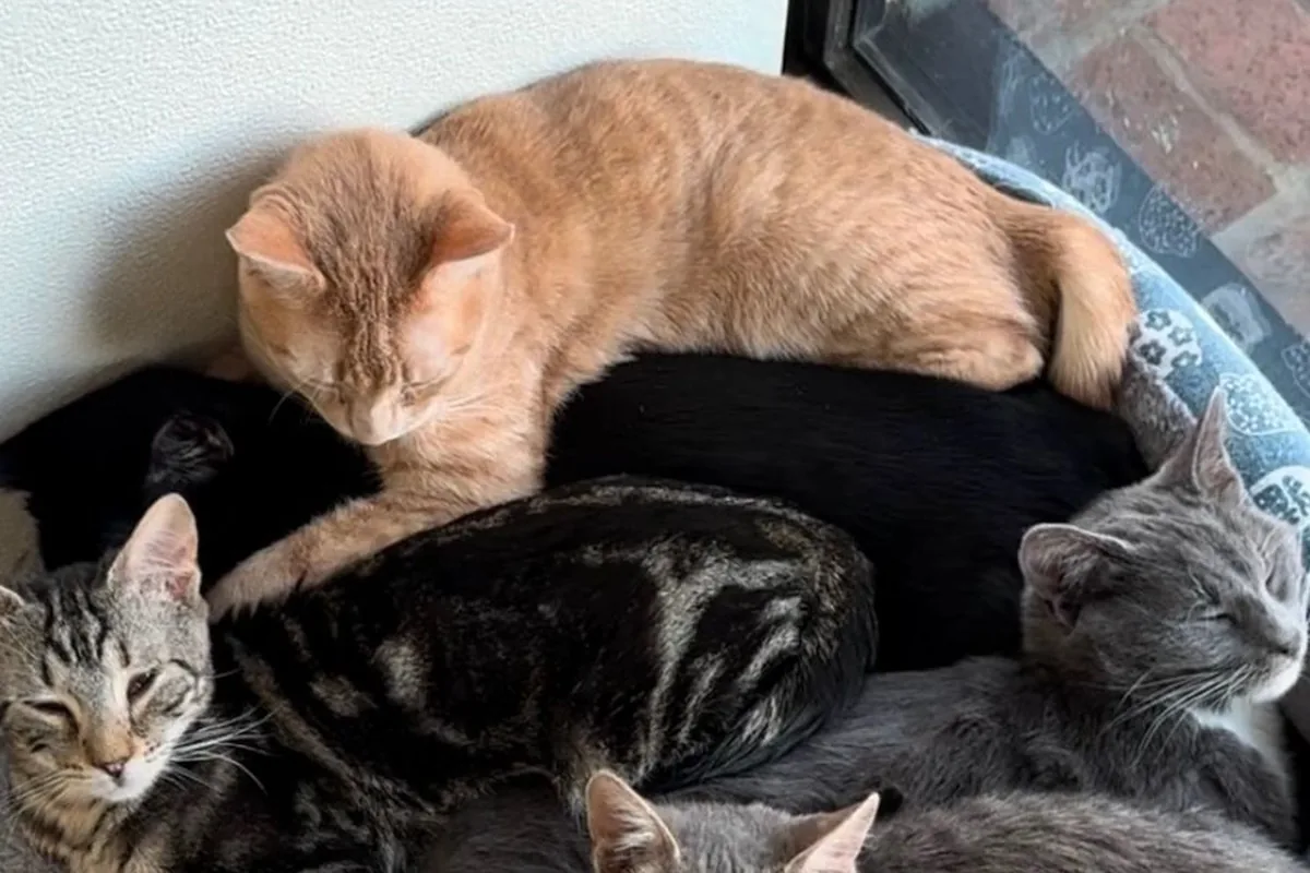 Cat Nap Hangout & Adoptions — cat cafe in Long Beach, California
