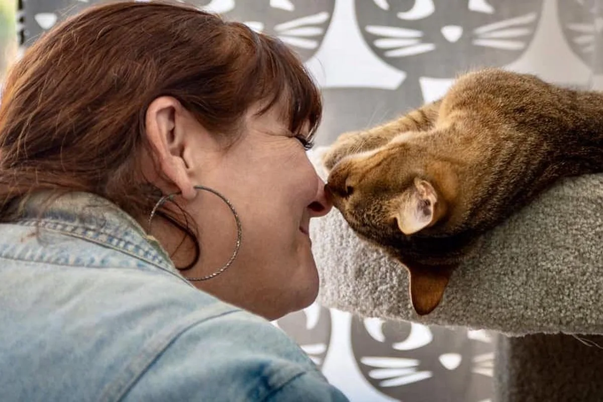 Cat Nook Cafe — cat cafe in Philadelphia, Pennsylvania