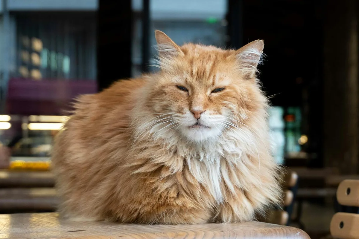 Cat Town — cat cafe in San Francisco, California