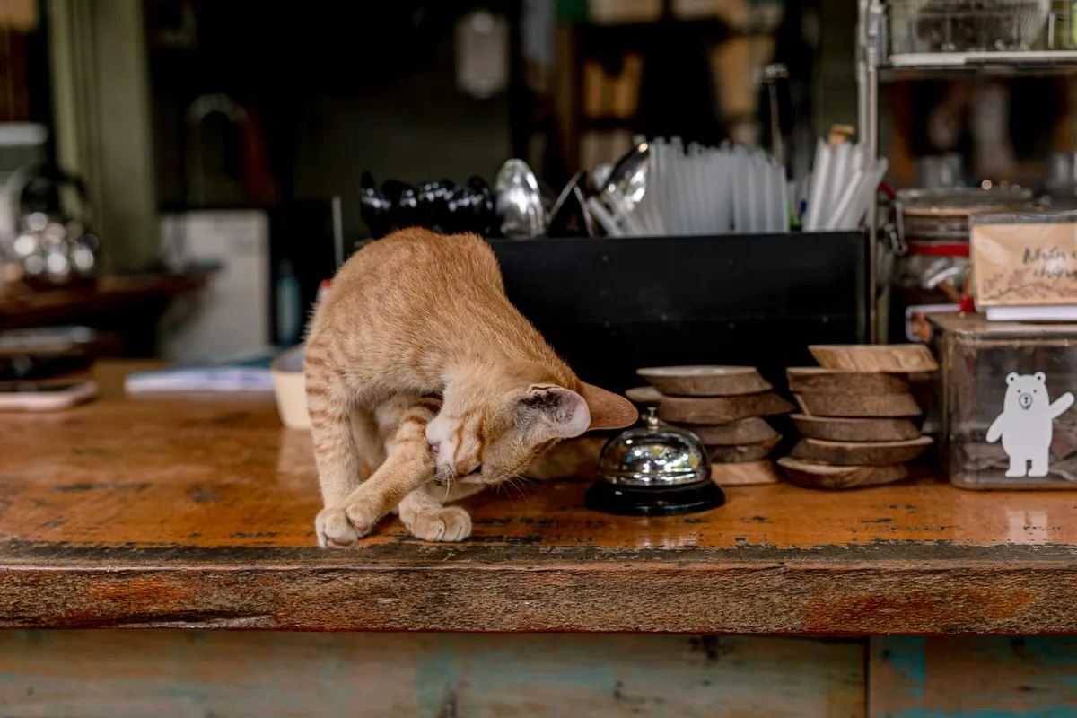 Cat Town — cat cafe in San Jose, California