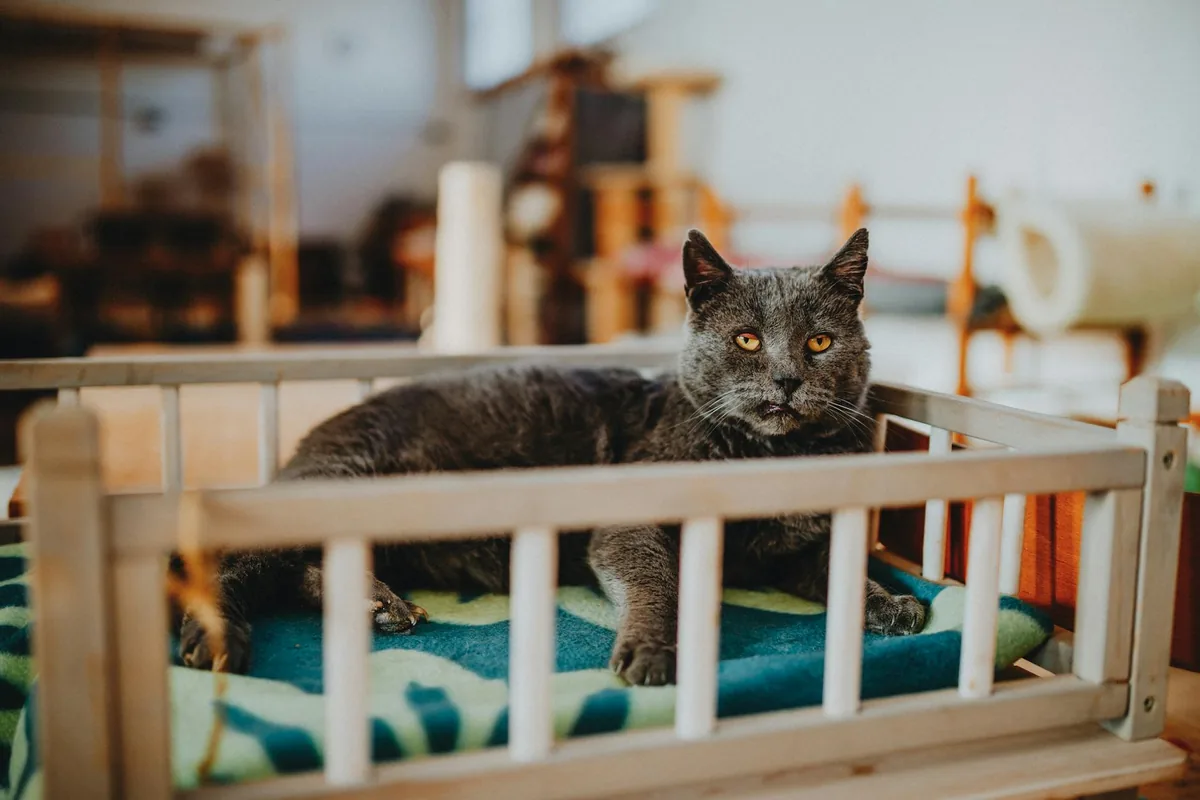 Cat Zen Cafe and Lounge