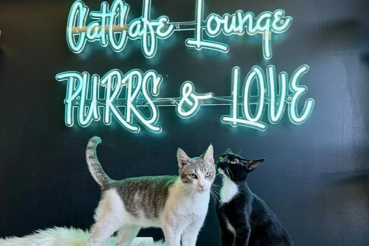 Cat cafes in Long Beach