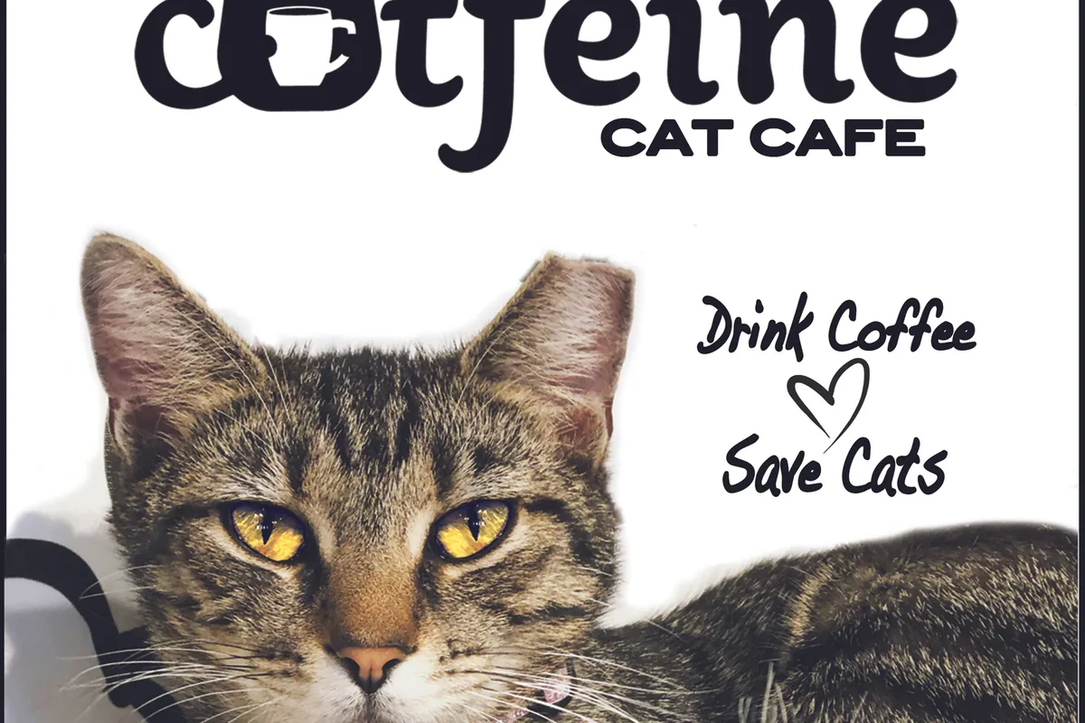 Catfeine Cat Cafe