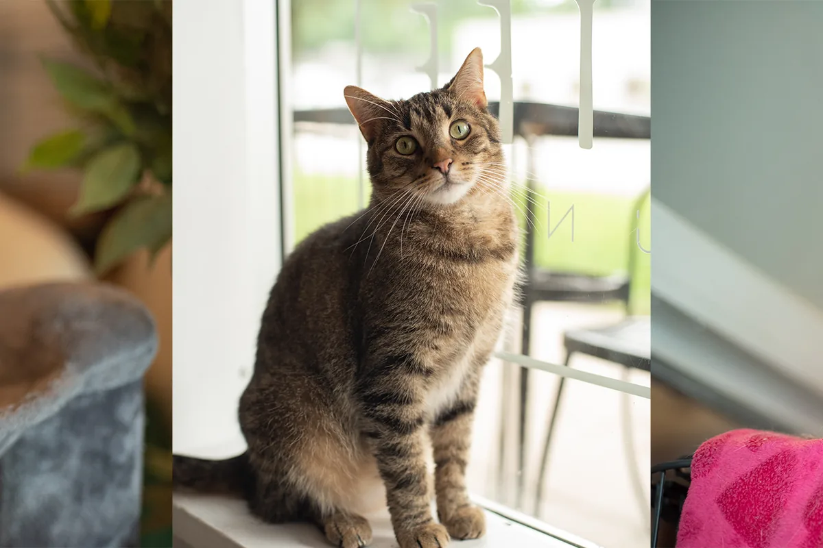 Catfé Lounge — cat cafe in Detroit, Michigan