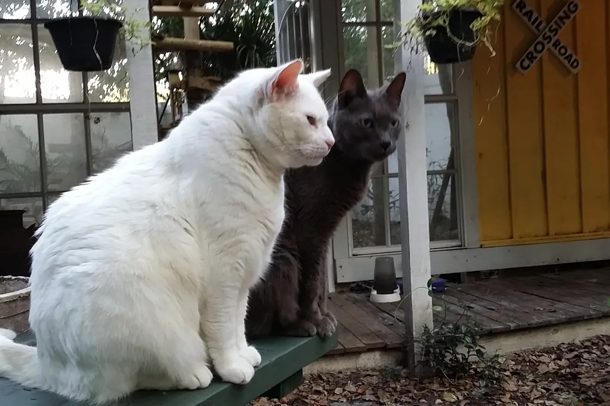 Cats Cradle / Tampa Bay Cat Park — cat cafe in Tampa, Florida