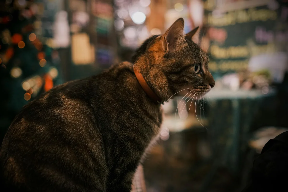 Cats Meow Cafe — cat cafe in Detroit, Michigan