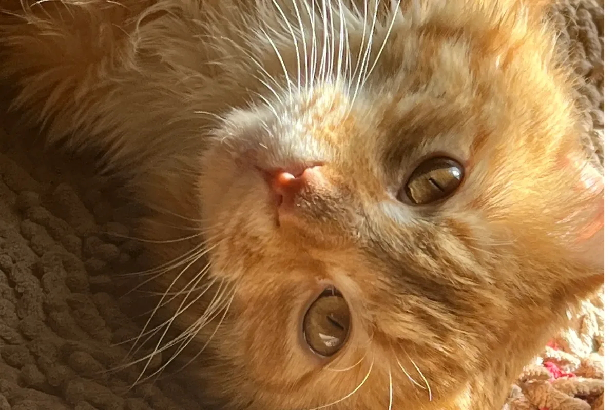 Charlie's Cat Cafe — cat cafe in Charlotte, North Carolina