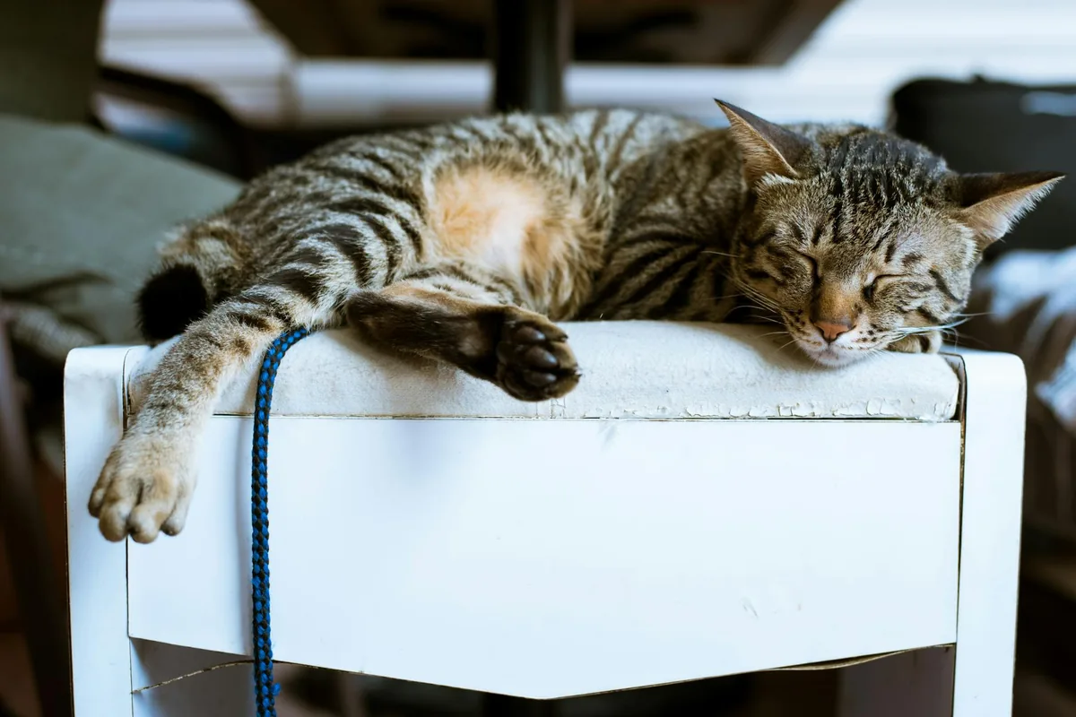 Cool Beans Cat Cafe — cat cafe in Charlotte, North Carolina