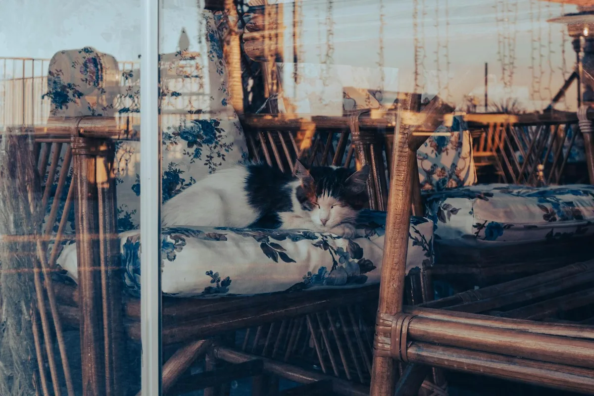 COSMIC CAT COFFEE AND ESPRESSO