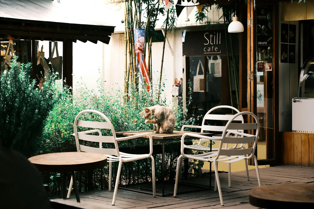 Cuddle Cats Cafe — cat cafe in Kansas City, Missouri