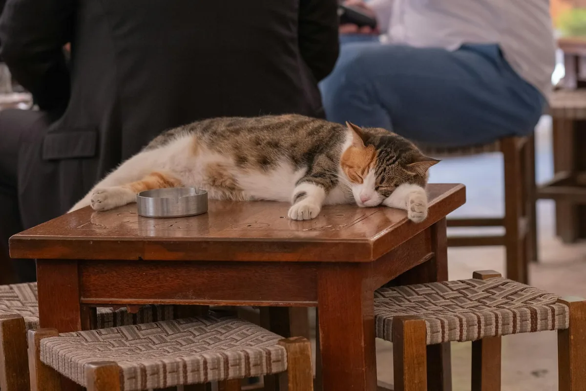 Cat cafes in Tucson
