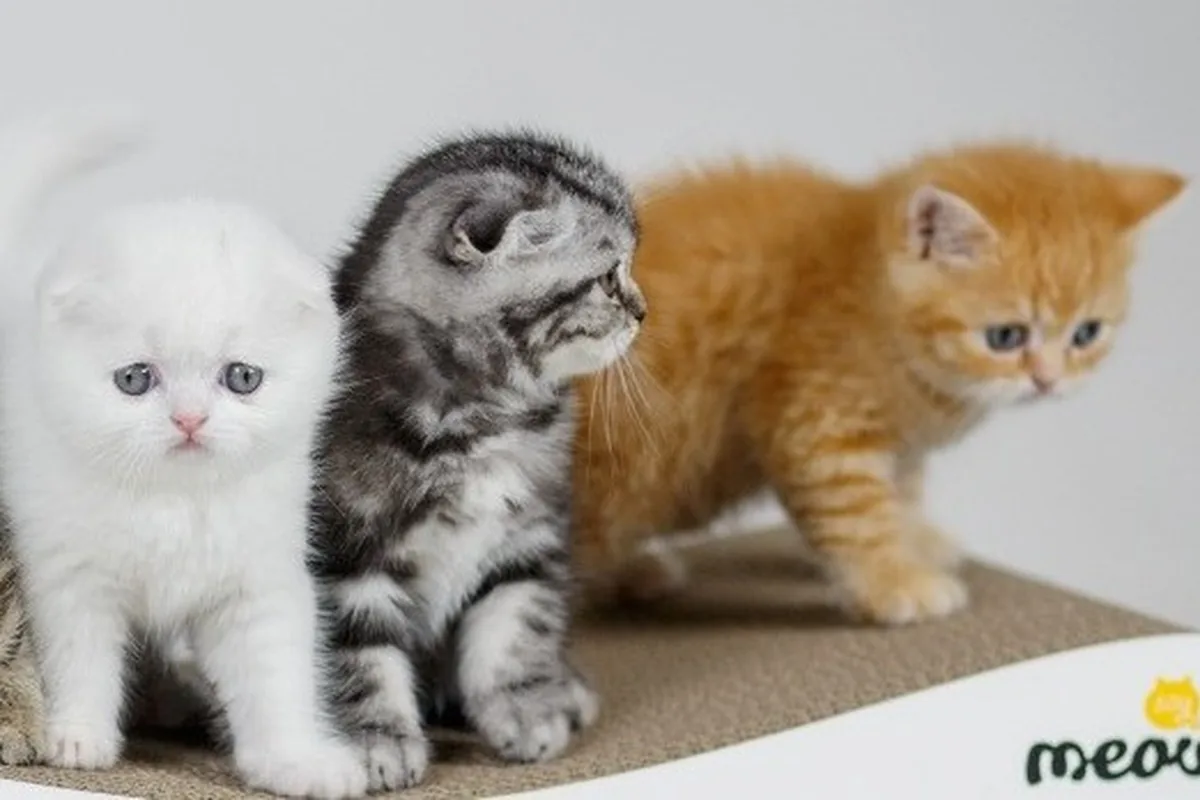 Elias Cattery Cat Cafe — cat cafe in Raleigh, North Carolina