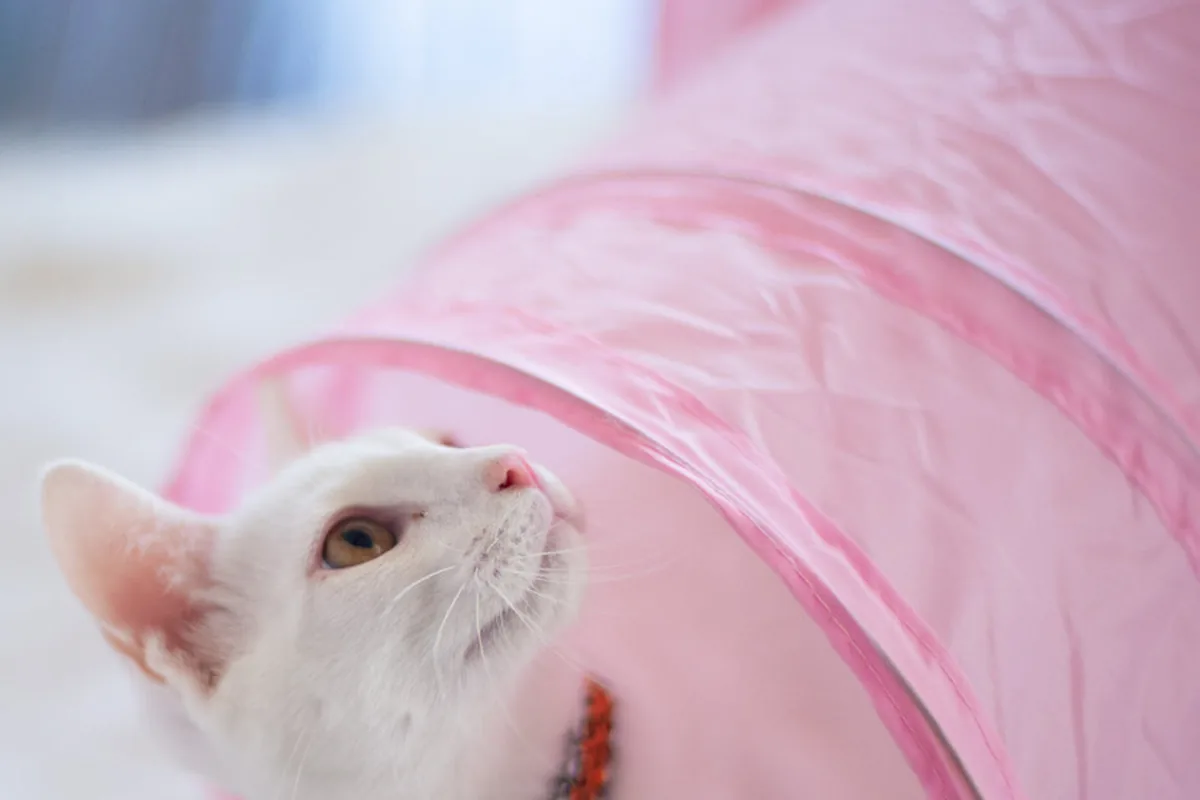 Feline Good Social Club — cat cafe in Long Beach, California