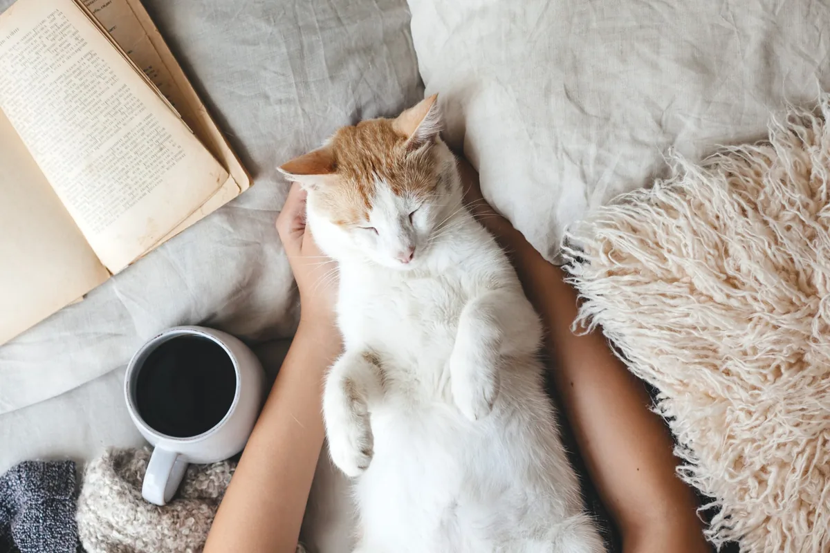 Frisky Cat Cafe — cat cafe in Jacksonville, Florida