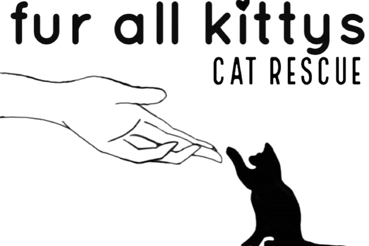 Fur All Kittys — cat cafe in Pittsburgh, Pennsylvania
