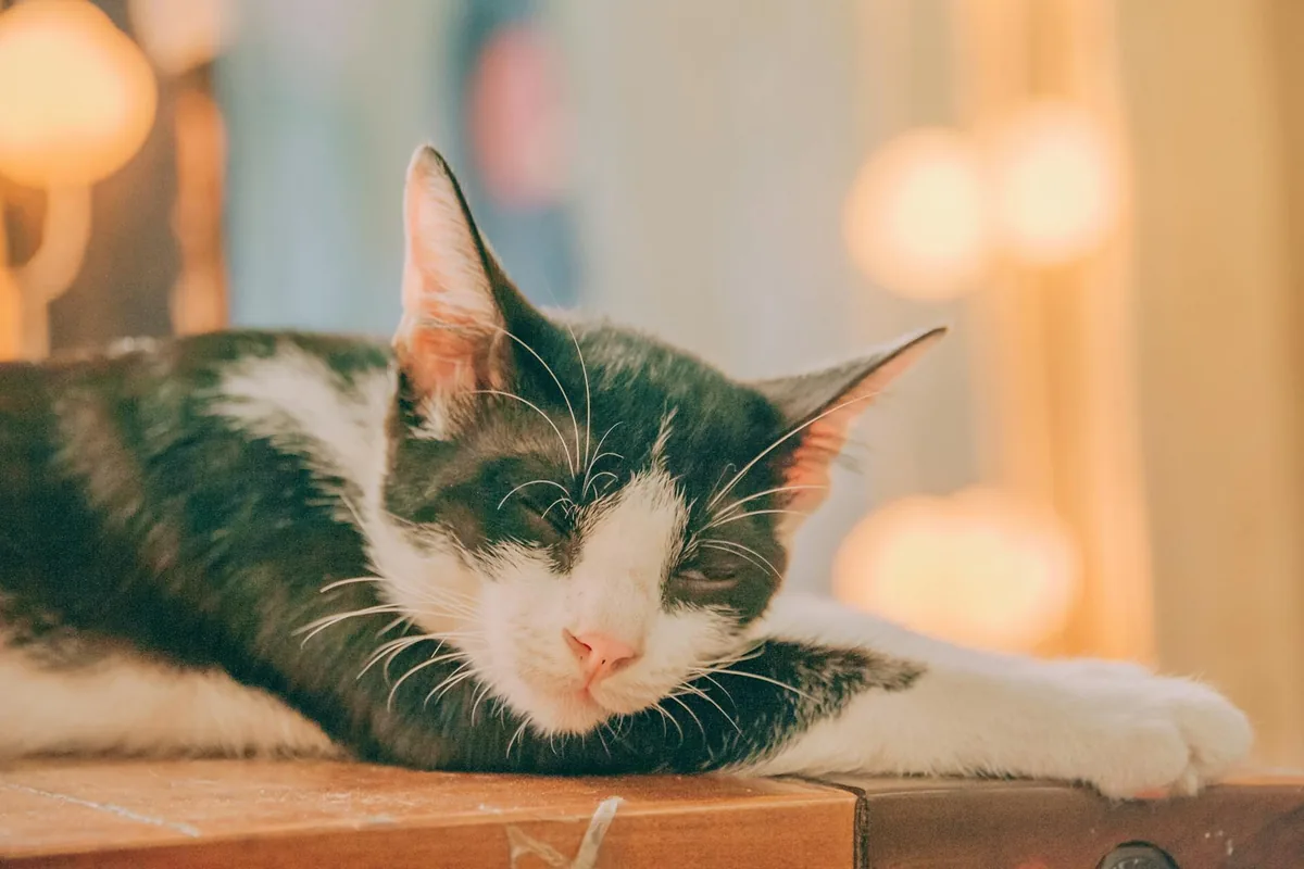 Get A Gato — cat cafe in Philadelphia, Pennsylvania