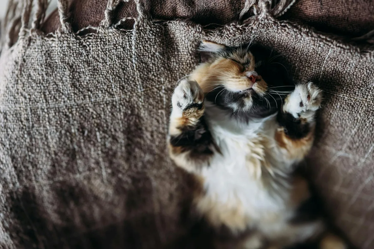 Hearts Alive Village Cat Cafe