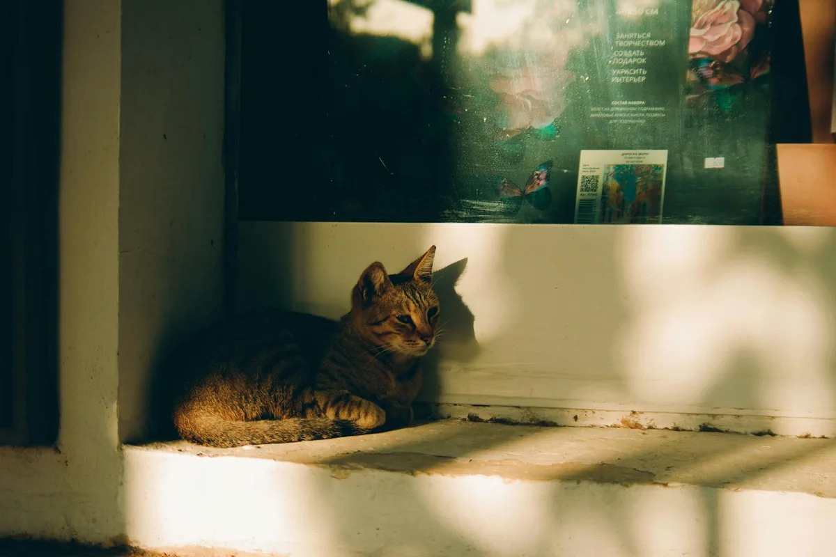 Cat cafes in Houston