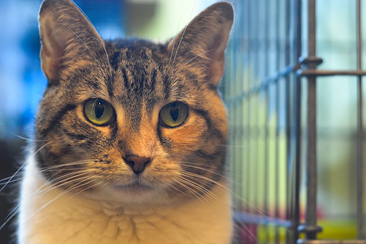 Cat cafes in Memphis