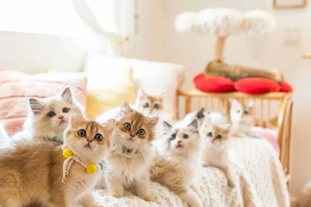 Kitten Cuddle Corner