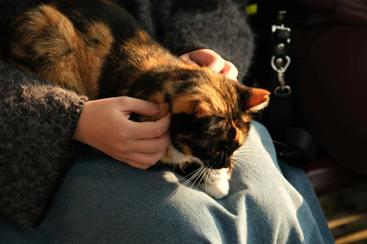 Cat cafes in Columbus