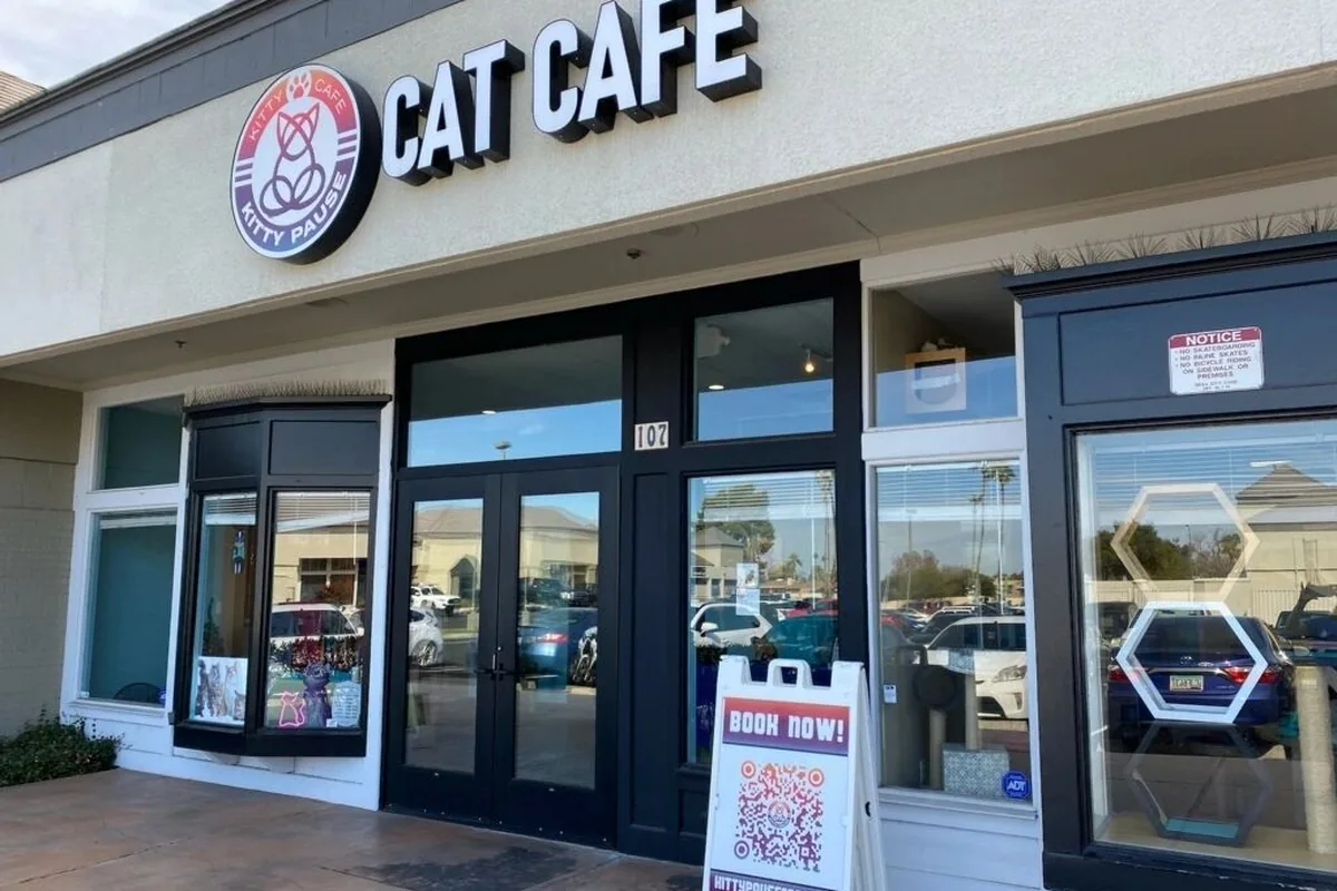Kitty Pause Kitty Café — cat cafe in Phoenix, Arizona