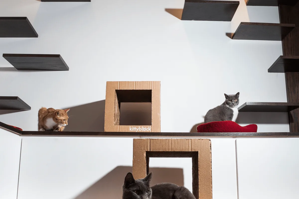 Koneko — cat cafe in New York, New York
