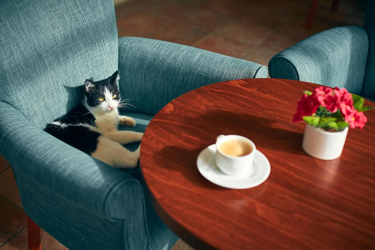 Cat cafes in Philadelphia
