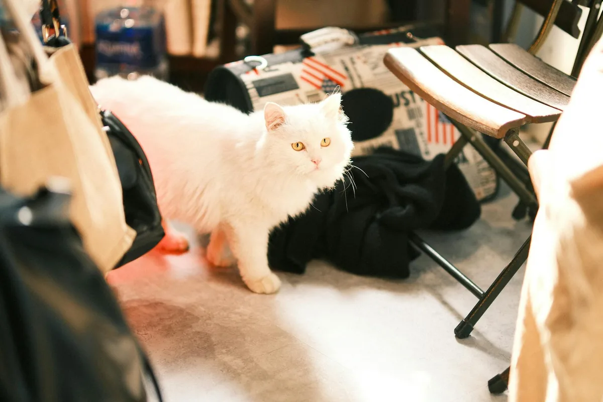 Cat cafes in Sacramento