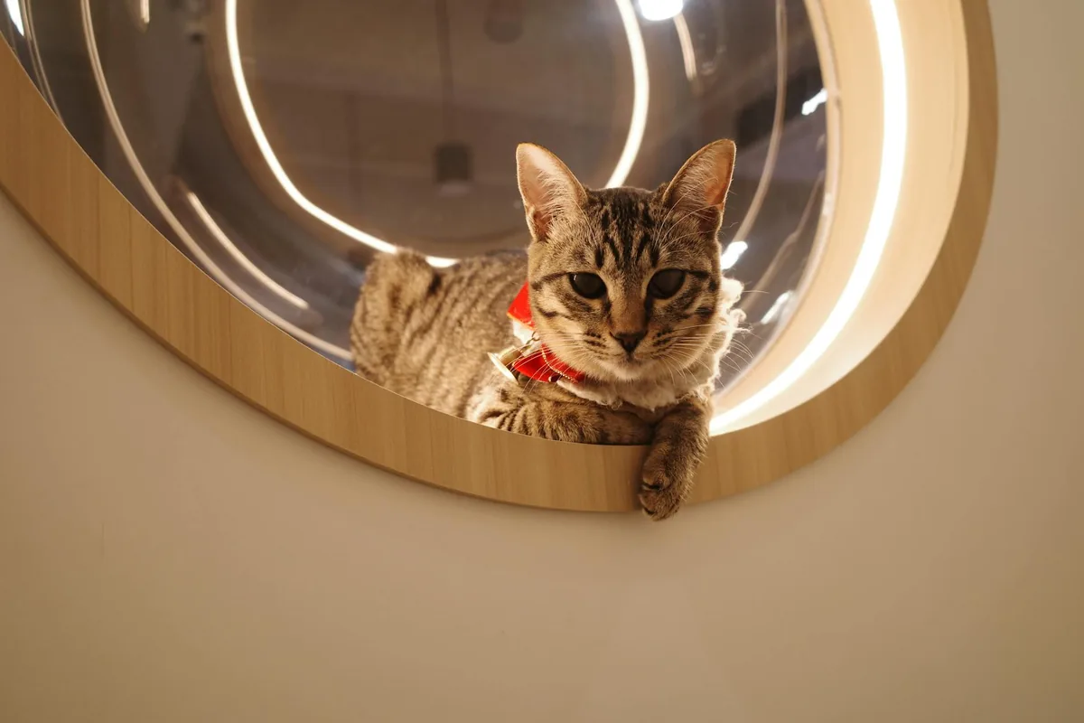 Meow Tea — cat cafe in San Jose, California