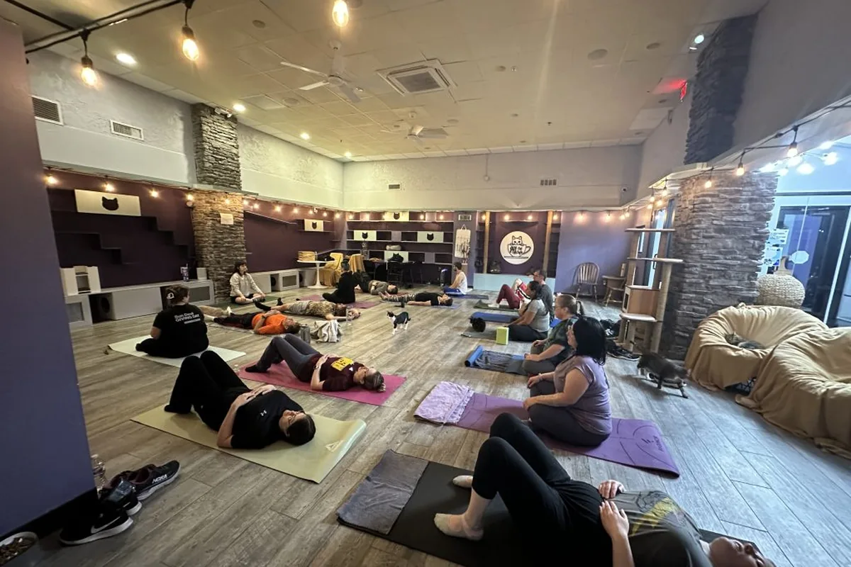 PHX Cat Cafe- North- RESERVATIONS REQUIRED