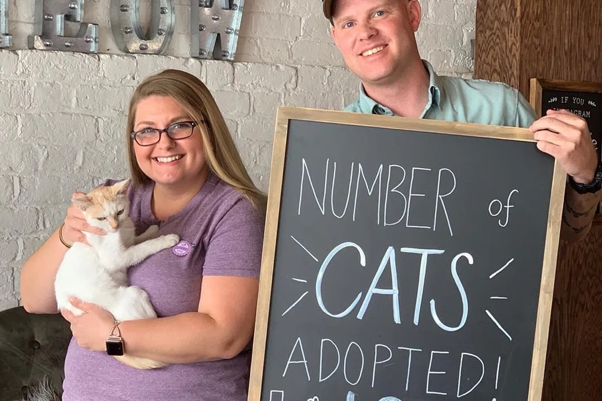 Pounce Cat Cafe + Wine Bar — cat cafe in Charleston, South Carolina