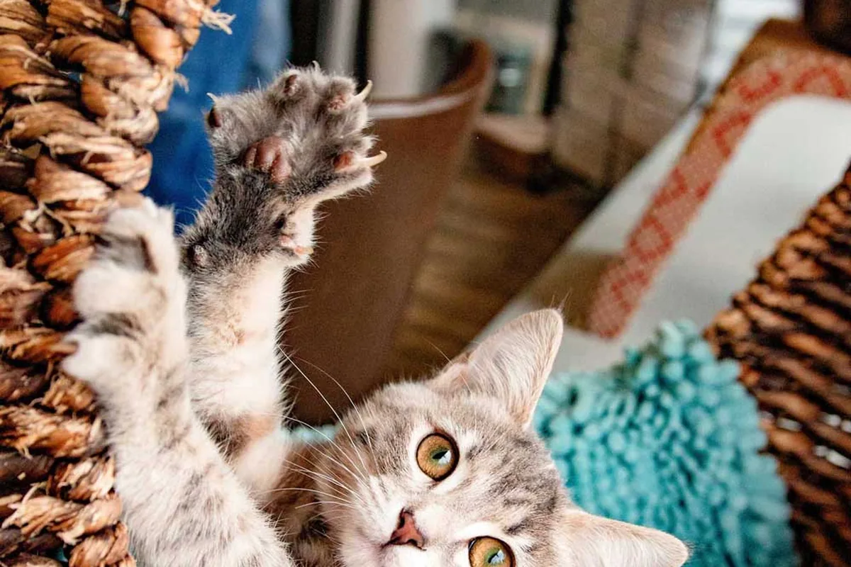 Purrfect Day Cat Café