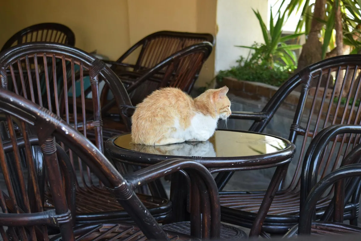 Purrfect Pair Cat Cafe — cat cafe in Charlotte, North Carolina