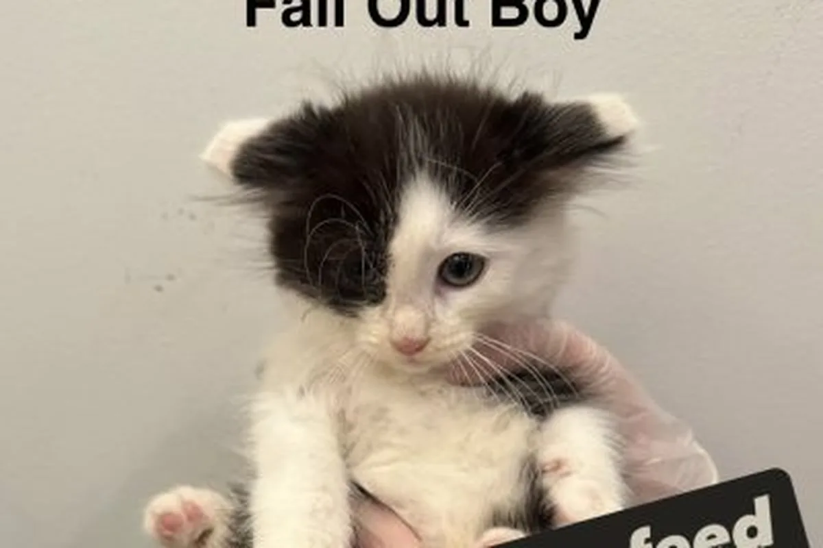 Cat cafes in Pittsburgh