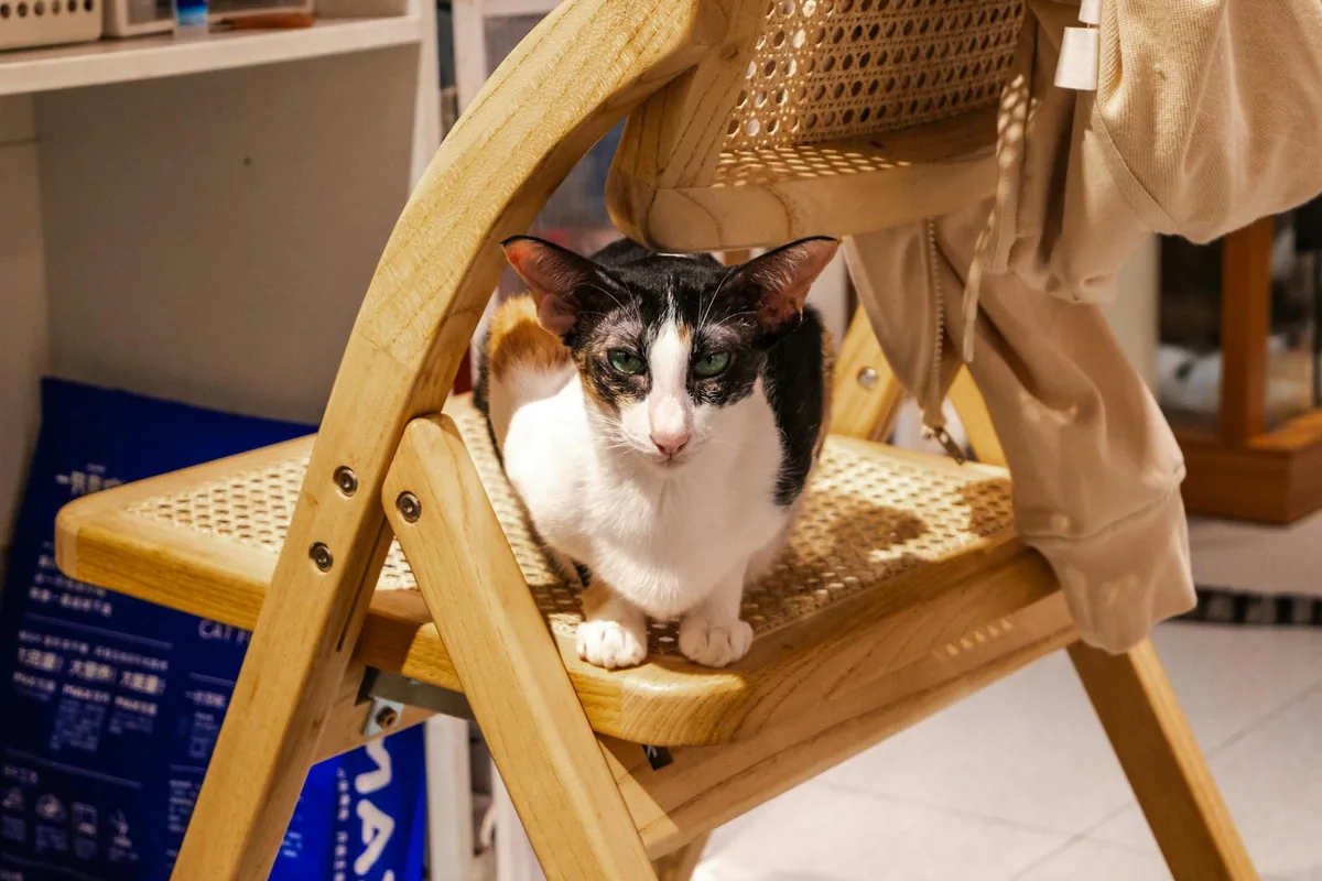 Rescued Treasures Cat Cafe by PALnv