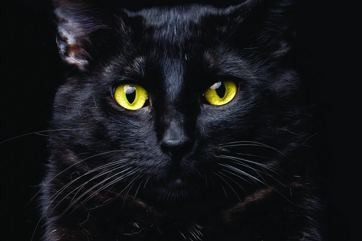 Sip & Purr Cat Café