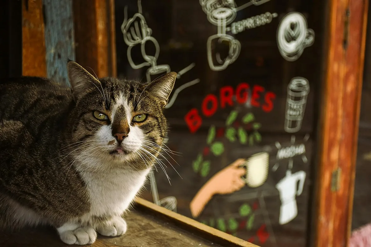 Skyway Cat Club — cat cafe in St. Petersburg, Florida