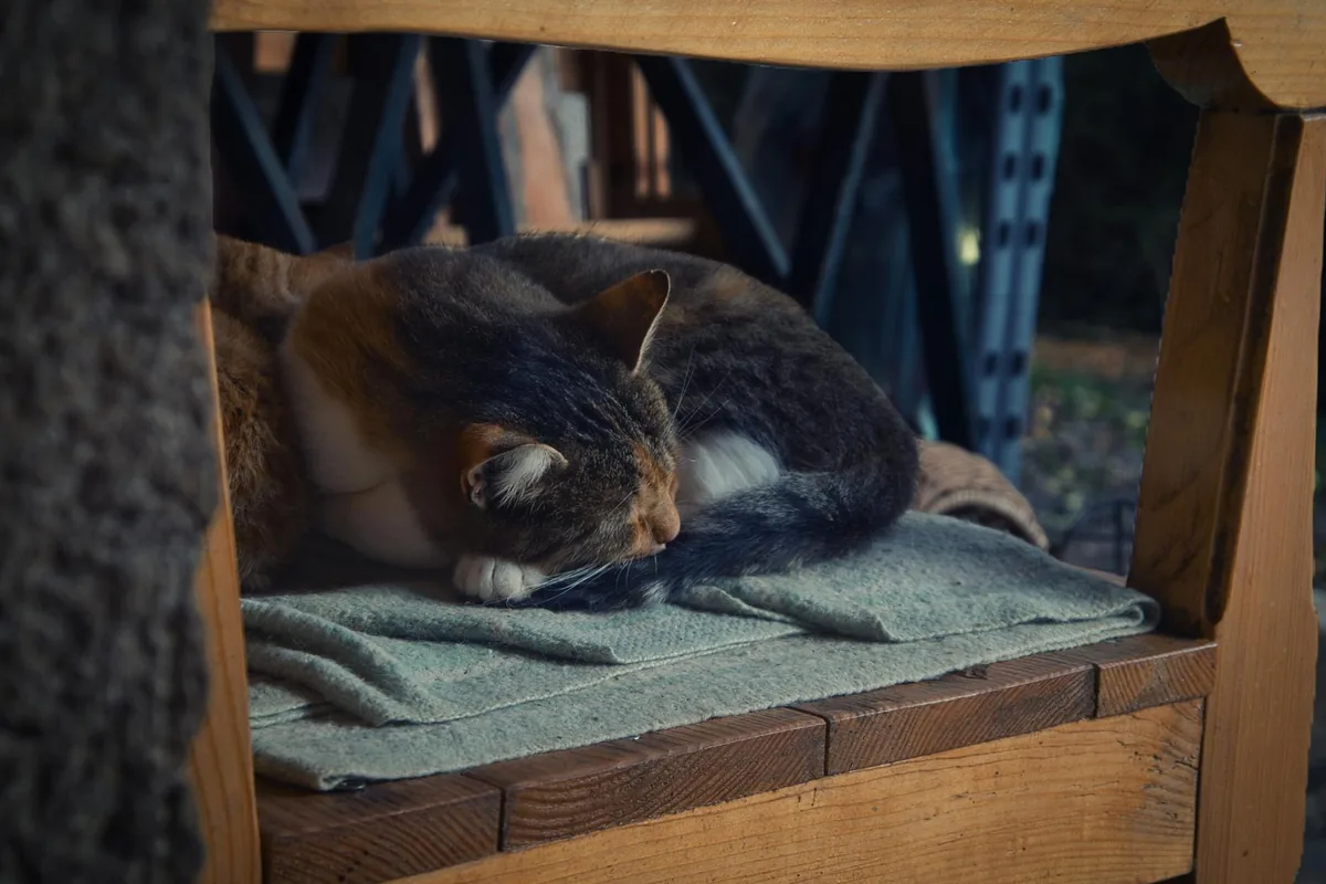 Spacecat V-stro — cat cafe in Detroit, Michigan