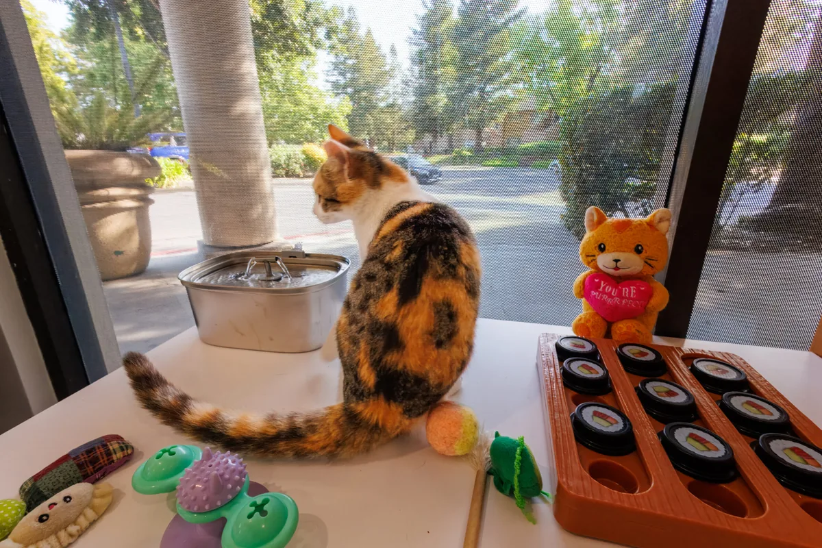Tabby Tea Cat Lounge & Adoption Center — cat cafe in Sacramento, California