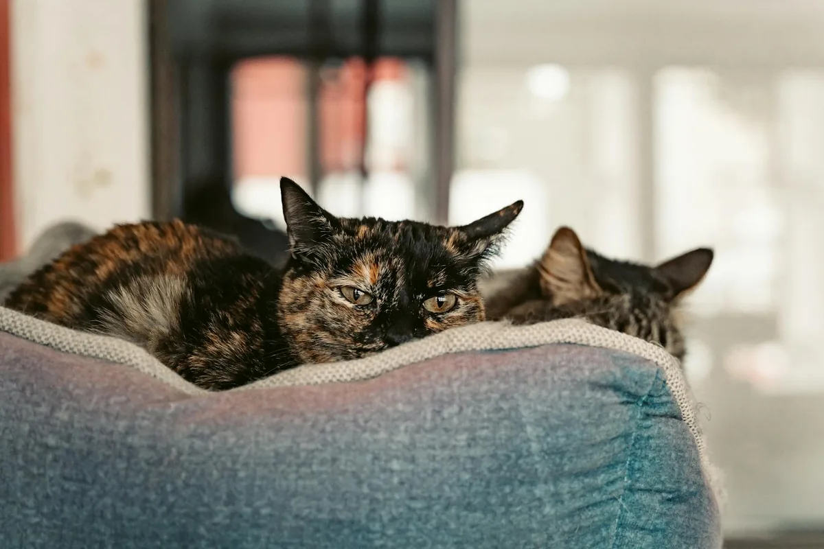 The Black Cat Cafe — cat cafe in St. Petersburg, Florida