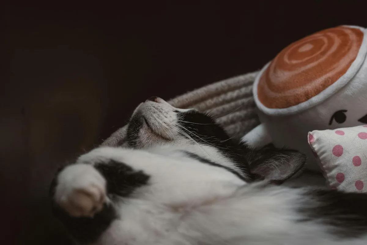 The Brooklyn Cat Cafe — cat cafe in Brooklyn