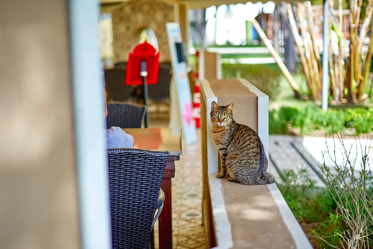 Cat cafes in Minneapolis