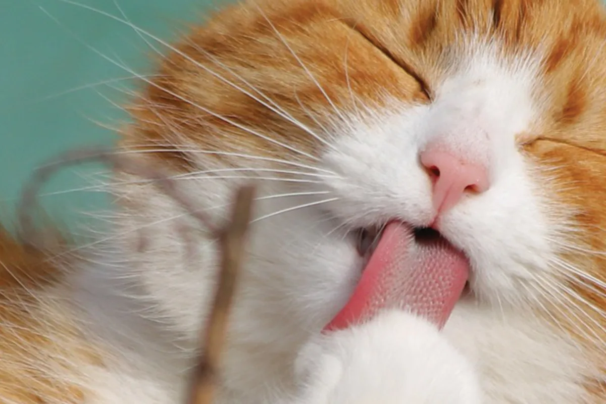 The Catio Cat Lounge