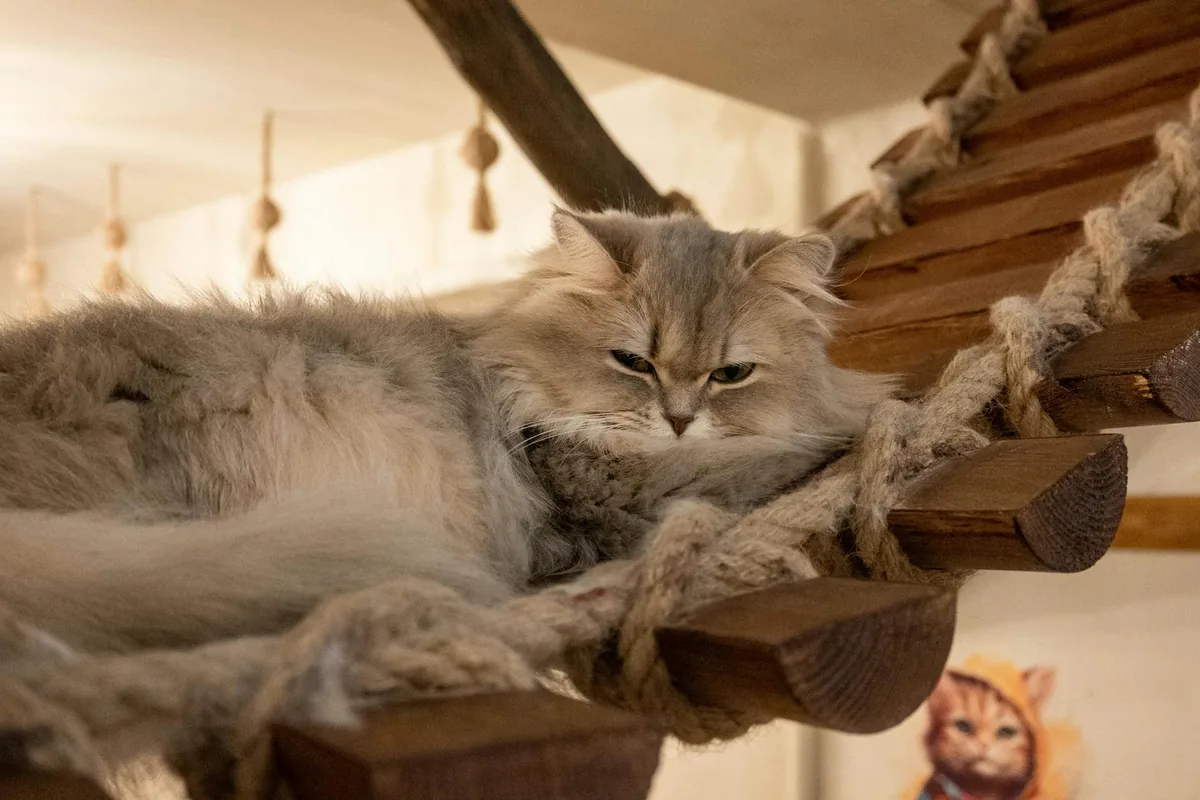 Cat cafes in Fort Worth