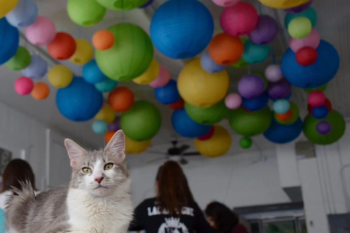 The Dancing Cat — cat cafe in San Jose, California